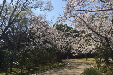 <p>Sakura around the park</p>