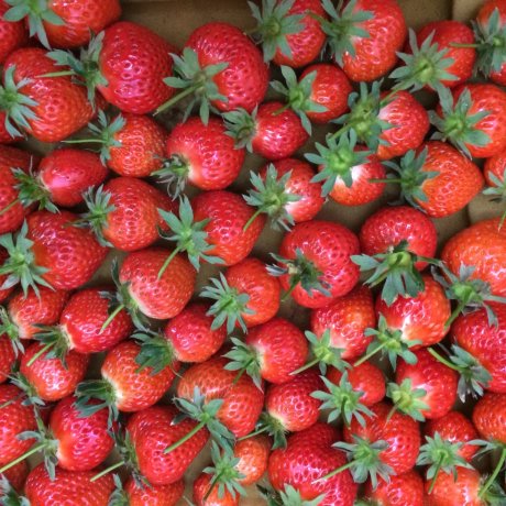 Strawberry Farm in Fukuoka