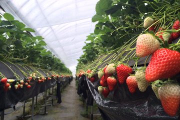 <p>Strawberry farm</p>