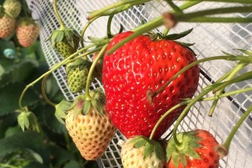 <p>Fresh strawberries</p>