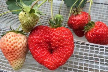 <p>Heart-shaped strawberry</p>