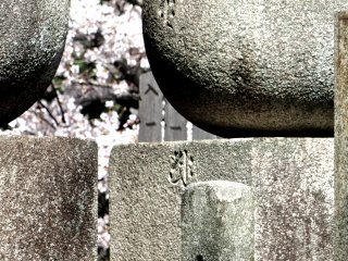 墓地に咲く桜の花がとても美しい