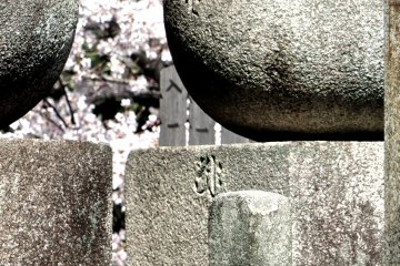 <p>The cherry blossoms in this cemetery were very beautiful</p>