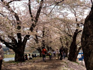 A thousand cherry trees line the banks of the river next to Kakunodate