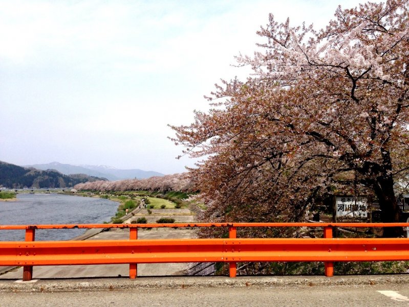 <p>ต้นซากุระนับพันที่เติบโตเรียงแถวยาวบนริมฝั่งแม่น้ำฮิโนะคิไน</p>