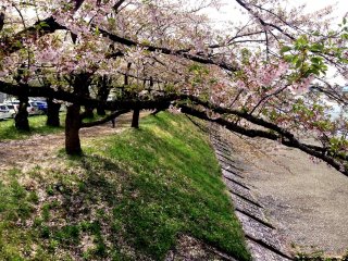 Sakura yang mekar dengan indah di Kakunodate di Prefektur Akita