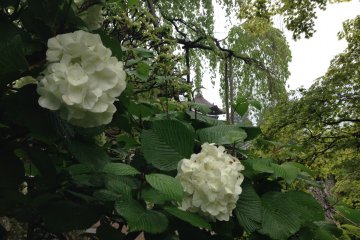 There are many kinds of Hydrangea in Japan, though these white specimens are elegant in the peaceful and mature gardens of Yoshimine-dera Temple west of Muko in Kyoto Prefecture.
