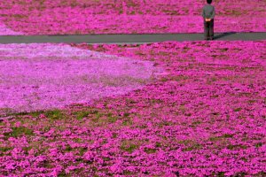 Shibazakura is called moss phlox, moss pink, mountain phlox and/or creeping phlox in English. Each plant grows only six inches tall, but spreads to twenty-four inches wide.