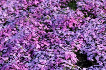 <p>Shibazakura got its name in Japan due to having five petals similar to those of cherry blossoms, or sakura.</p>
