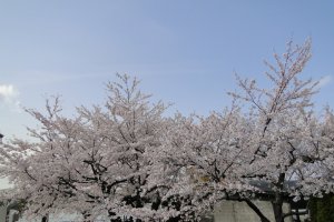 Spring in Verny Park, Yokosuka