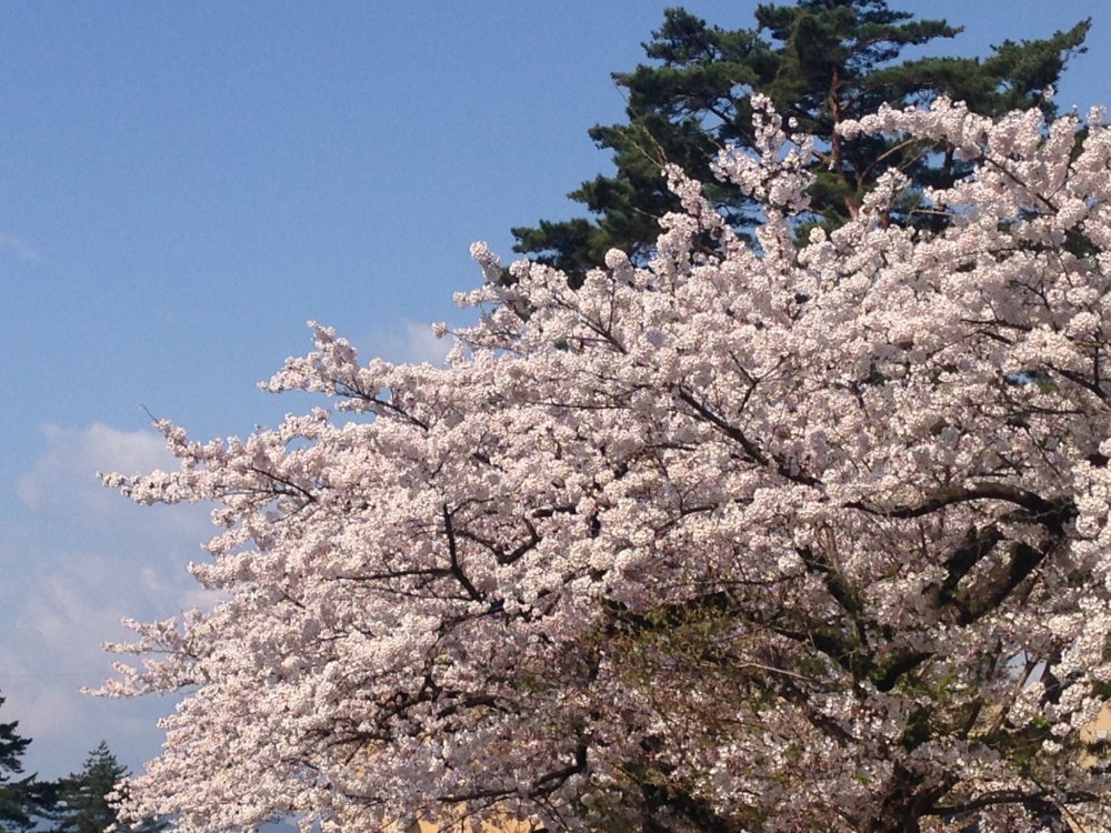 Stunning Cherry blossoms dot this lake