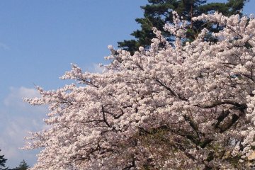 <p>Stunning Cherry blossoms dot this lake</p>