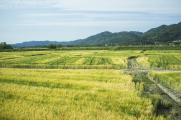 <p>Vast fields of gold along the train ride from Fukuchiyama Station to JR Kyoto Station.</p>