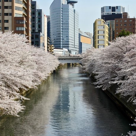 Bunga Sakura Sepanjang Sungai Meguro