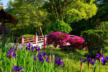 <p>Irises and azaleas</p>