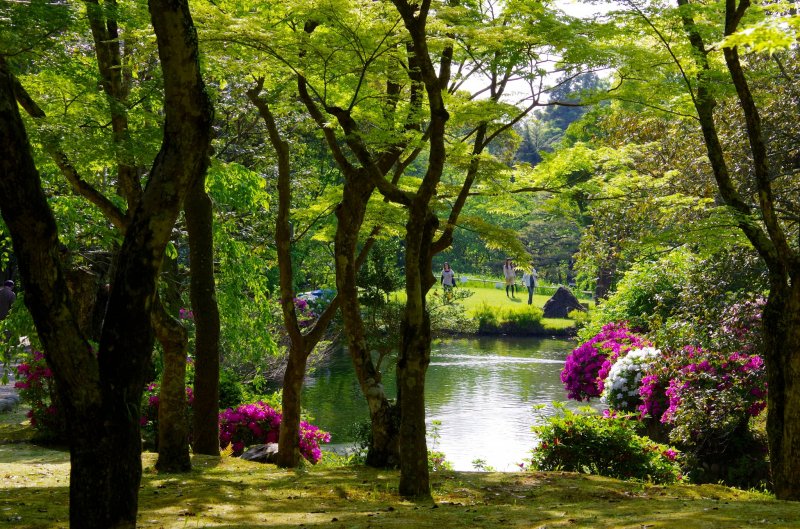 <p>Pond surrounded by azaleas</p>