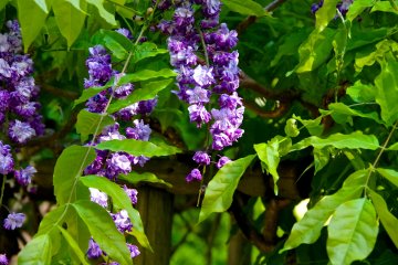 <p>Double-flowered wisteria</p>