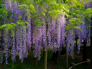 Strings of long elegant purple flowers