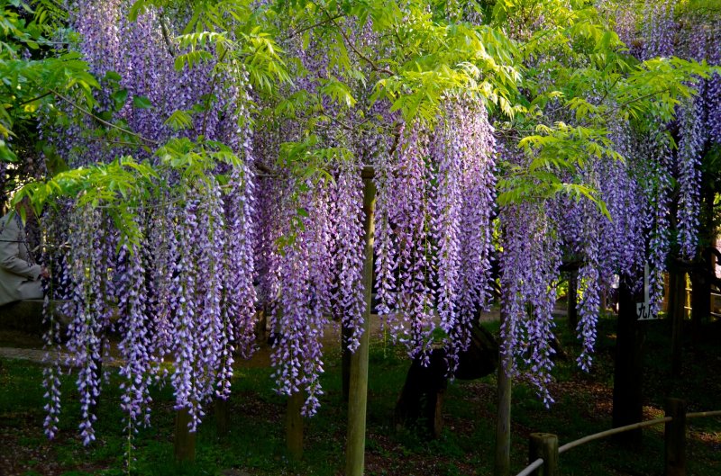 <p>Strings of long elegant purple flowers</p>