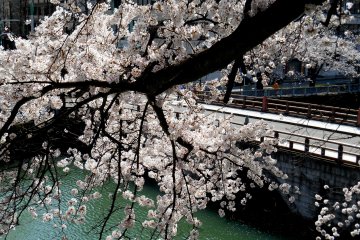 <p>Main castle bridge, &#39;Gohonjo-bashi&#39;, viewed through cherry tree blossoms</p>