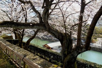 <p>Oroka-bashi (corridor bridge) viewed from the Castle Keep ruin, through cherry tree</p>