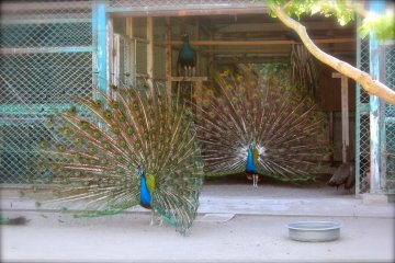<p>The Peacock Aviary is one of the highlights when visiting Shiroyama Park.&nbsp;</p>
