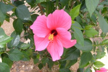 <p>Bright pink to attract generously pollinating bees</p>