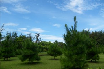 <p>There&#39;s a spacious lawn outside the greenhouses, dotted with trees and shrubs</p>