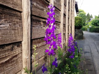 Take a stroll past the farmhouses and delight in these purple flowers