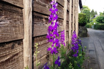 <p>Take a stroll past the farmhouses and delight in these purple flowers</p>