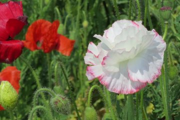 <p>Beautiful white poppy with pink fringe</p>