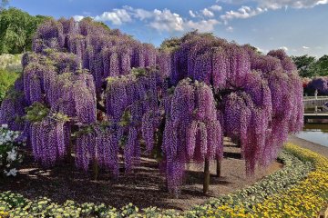 A horizontal panoramic view of a large wisteria tree in the park