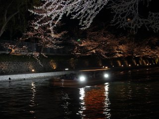 店の正面の琵琶湖疏水を走る夜桜船が雅趣を添えている