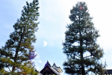 <p>Pine trees towering over a temple building</p>