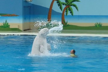 Beluga whale playing with trainer