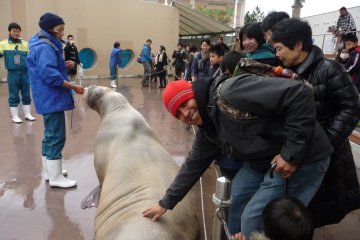 Petting the walrus -- Fureai Lagoon