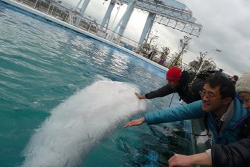 Interacting with the Beluga whale -- Fureai Lagoon