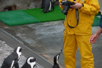 Playful penguins -- Fureai Lagoon