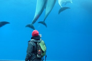 Dolphin Fantasy -- watching dolphins swim around you in a glass tunnel
