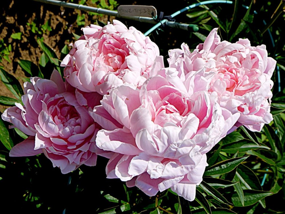 Bowl shaped double pale pink peonies