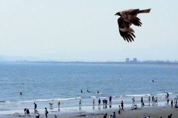 Здесь много ястребов, летающих над пляжем недалеко от Эносимы