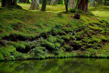 <p>Moss growing over the collapsing bank</p>