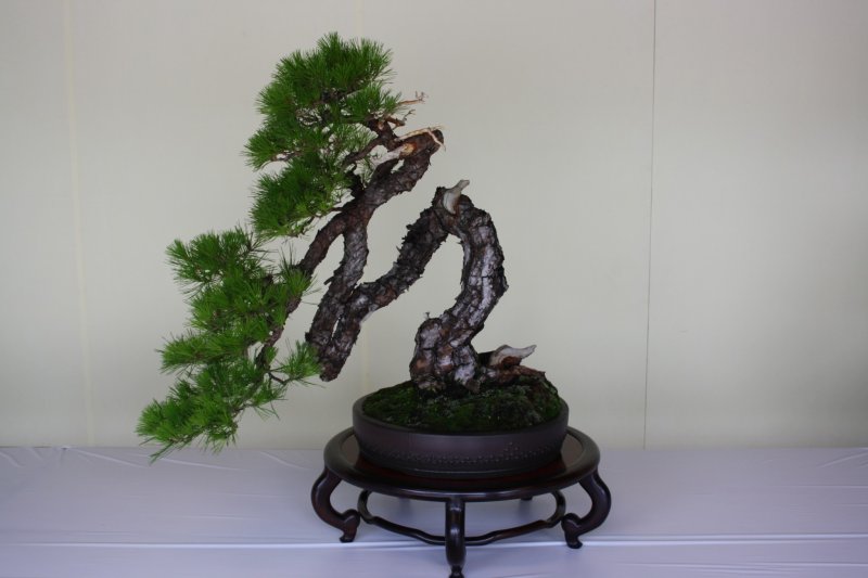 <p>Cascade style bonsai</p>