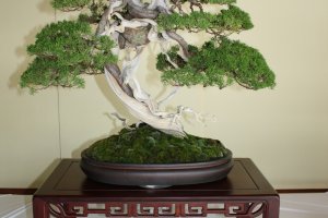 Informal upright style bonsai