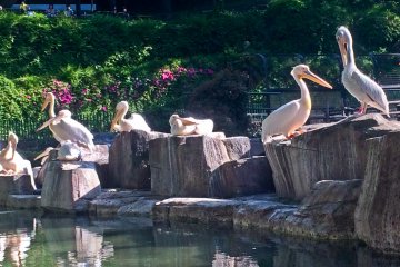 <p>Some Pelicans waiting for their daily catch</p>