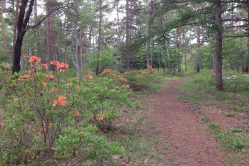 <p>Azaleas lining a trail through the woods in Ichi-no-Torii Garden.</p>