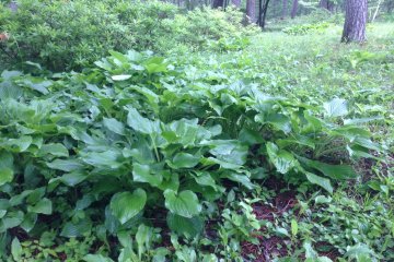 <p>Hostas can be found everywhere here.</p>