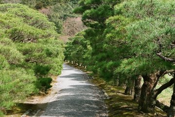 Pine aisle - entrance to the Upper Villa at Shugakuin
