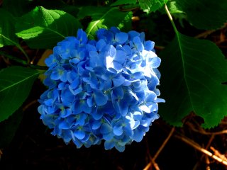 Close-up of blue hydrangea &nbsp;