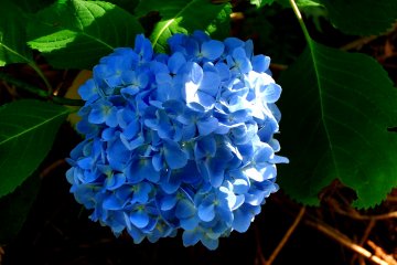 <p>Close-up of blue hydrangea &nbsp;</p>
